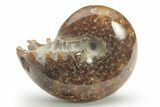 Polished Agatized Ammonite (Phylloceras?) Fossil - Madagascar #220393-1